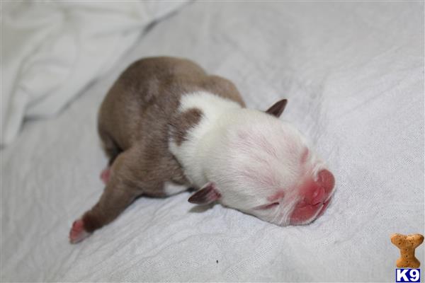 TopDawgBullz Picture 2